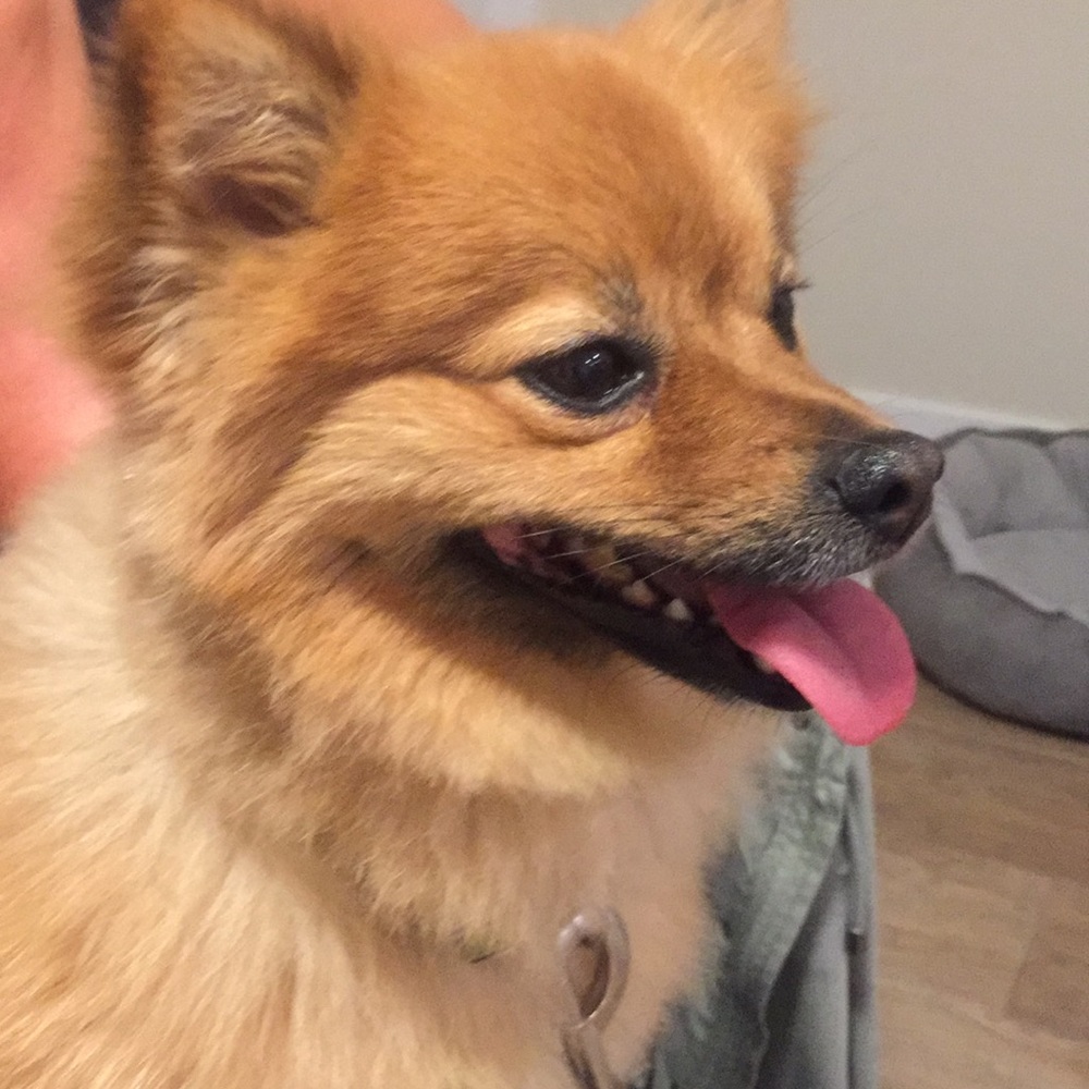 Meet your Posher, Summer